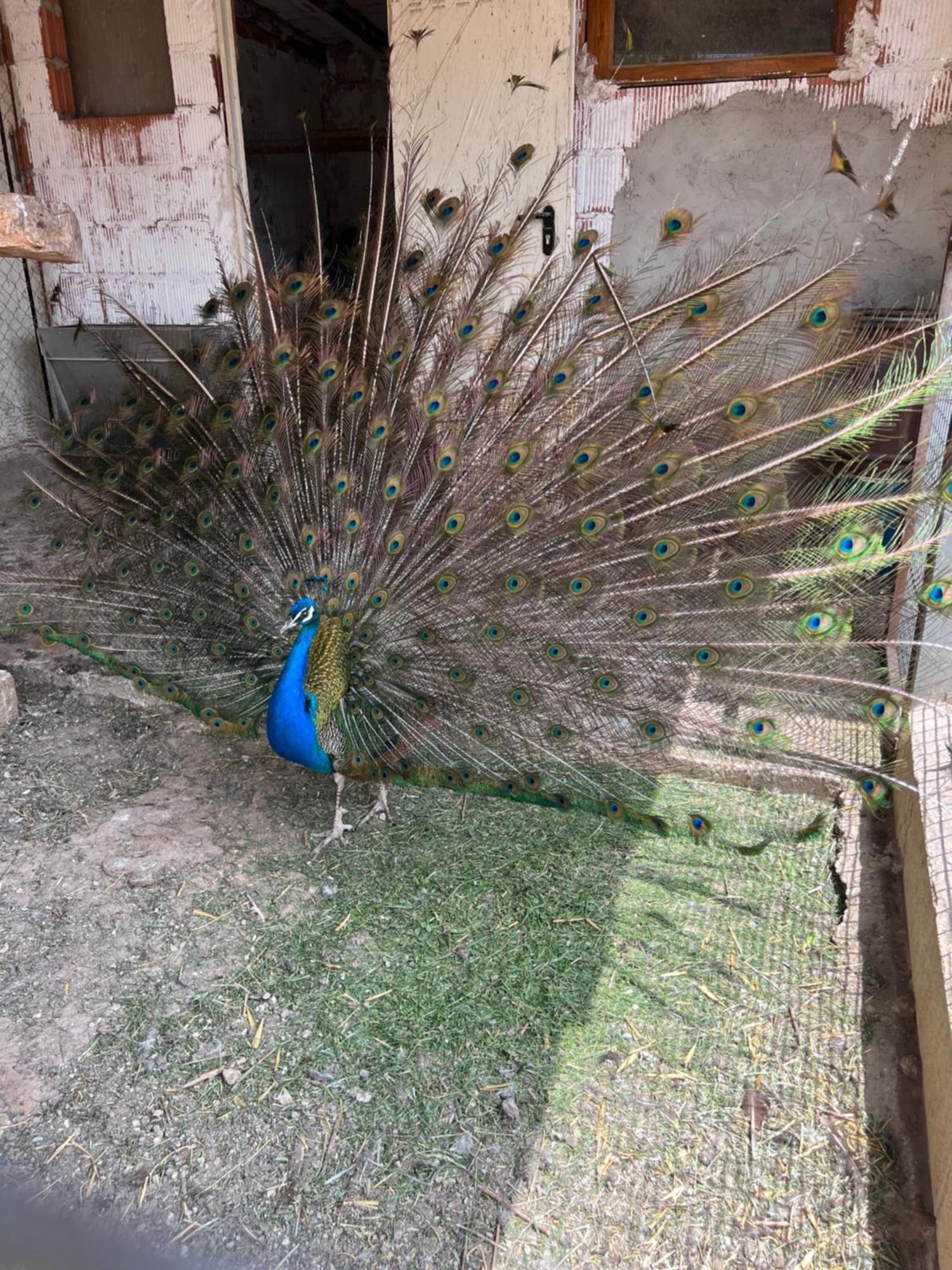 El Burgo De Osma Alojamiento Rural Villa Bagh Zewnętrze zdjęcie